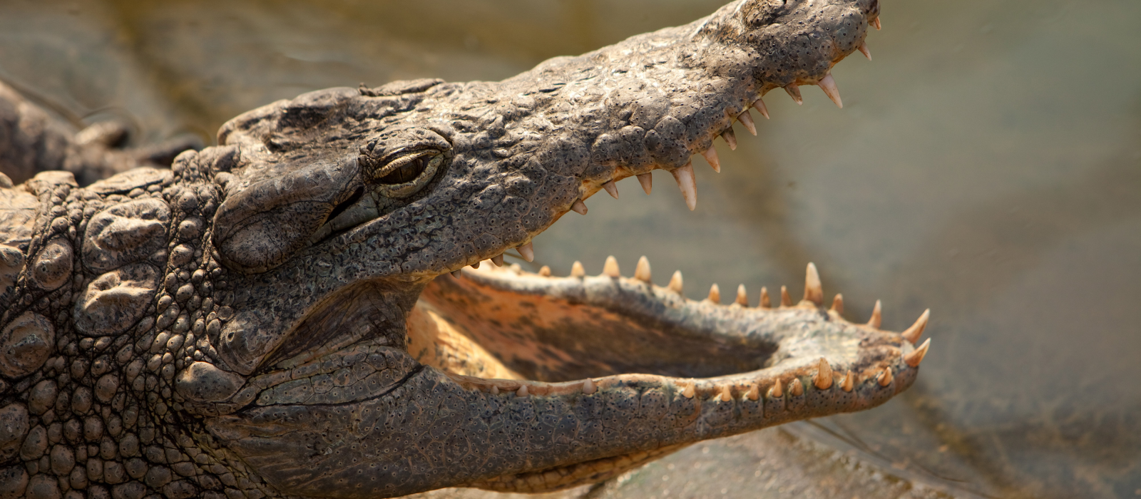 Ouverture d’un Espace Aventure à la Ferme aux Crocodiles