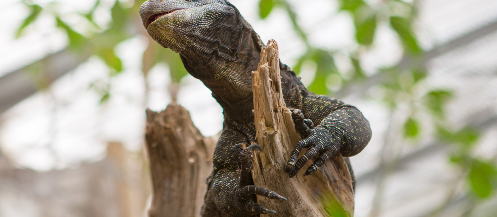 Ouverture d’un Espace Aventure à la Ferme aux Crocodiles