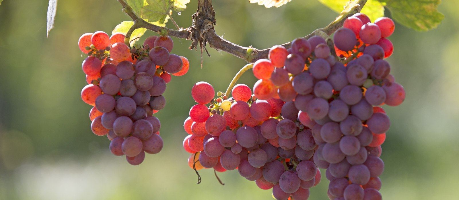 8 Très Bonnes Raisons De Boire Du Vin