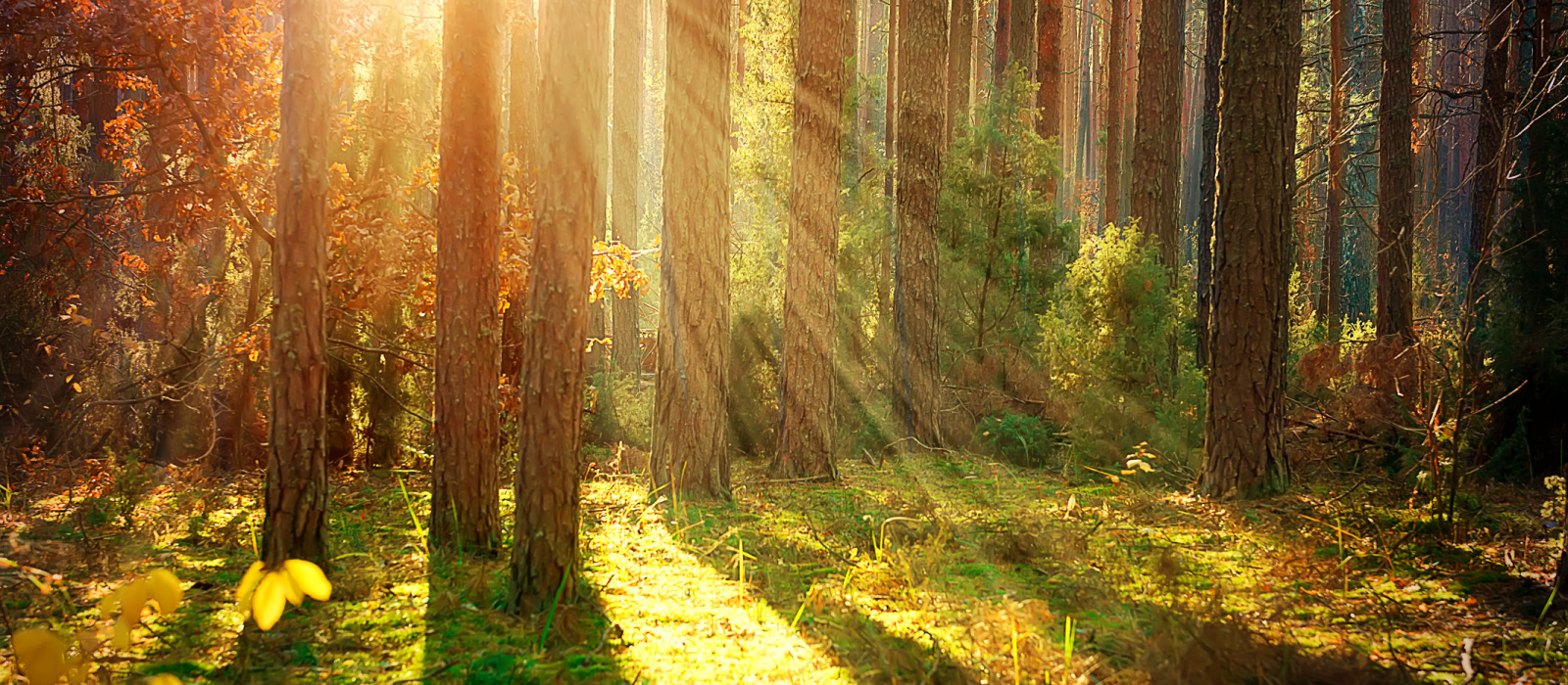 Les plus belles forêts à photographier en automne