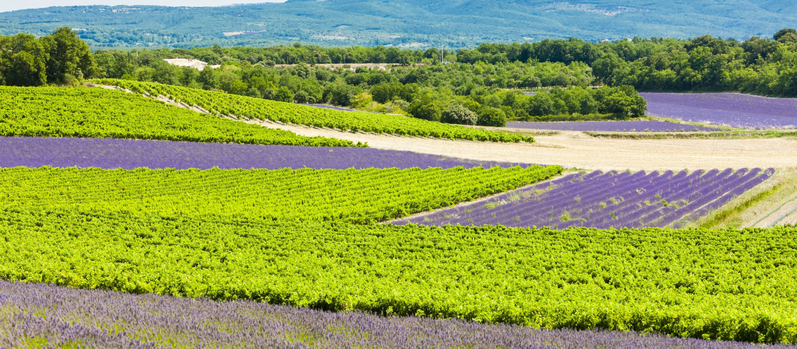 La vallée de la Drôme, du Vercors à la Provence