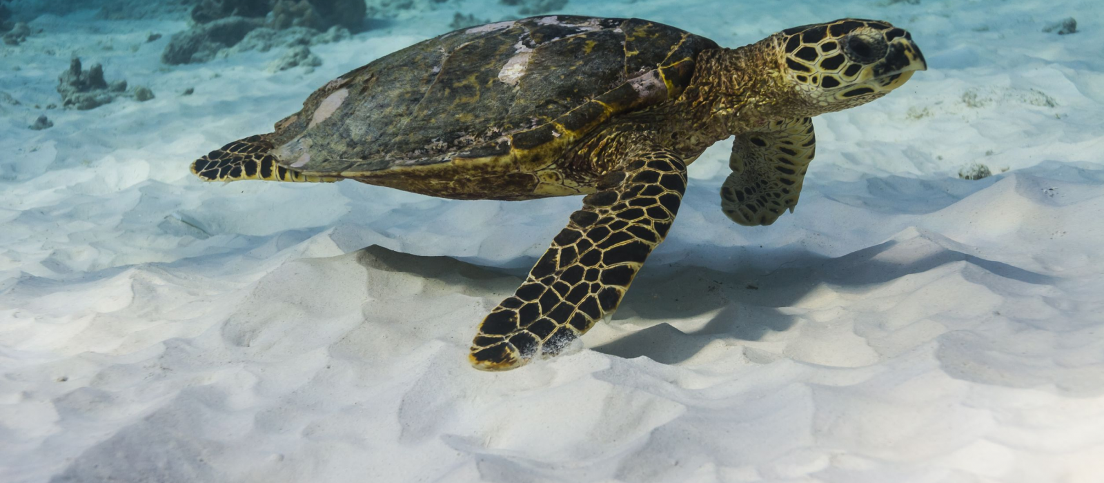 La nouvelle attraction de l’Aquarium SEA LIFE Paris