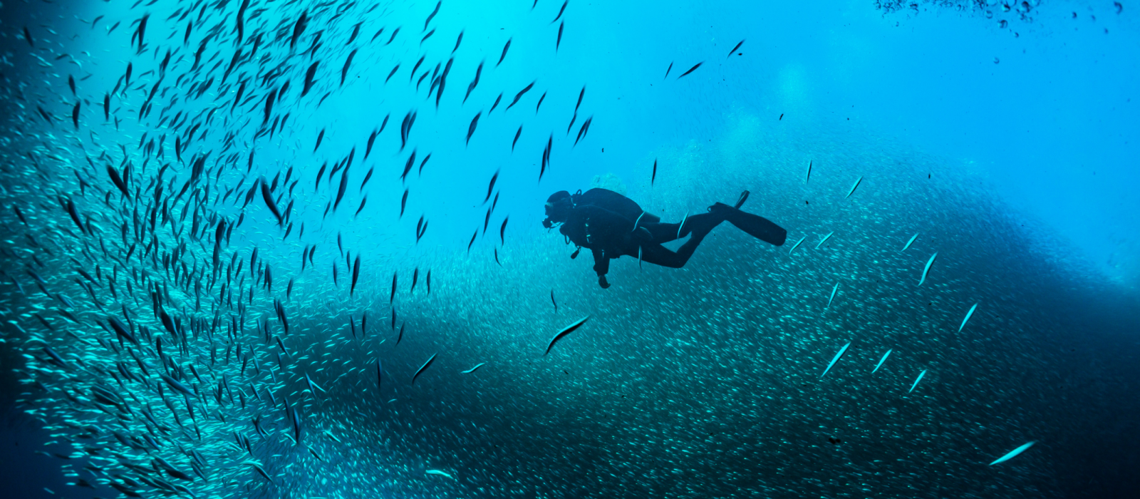 Les plus beaux sites de plongée de la Côte d'Azur