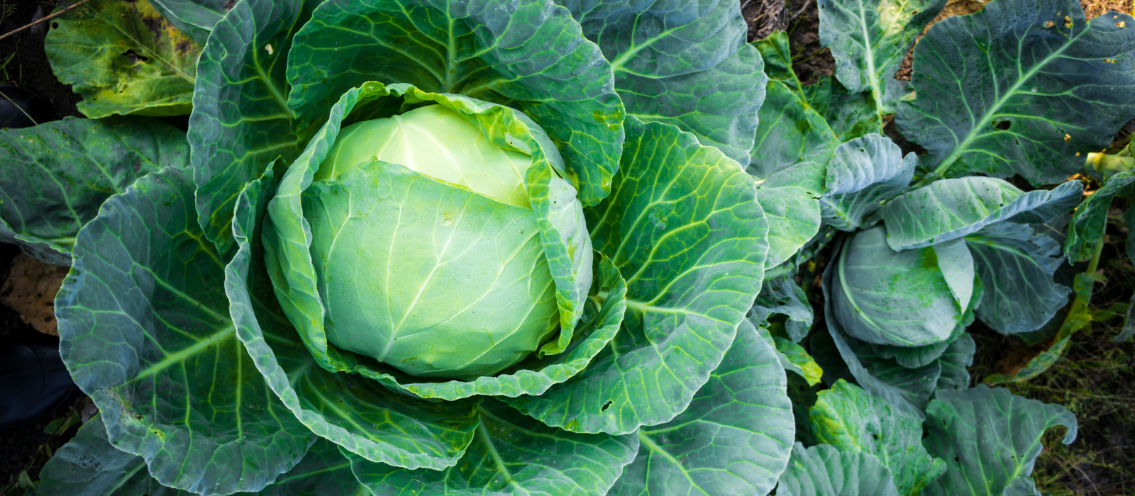 Jardinage : les meilleurs légumes à planter en hiver selon les régions