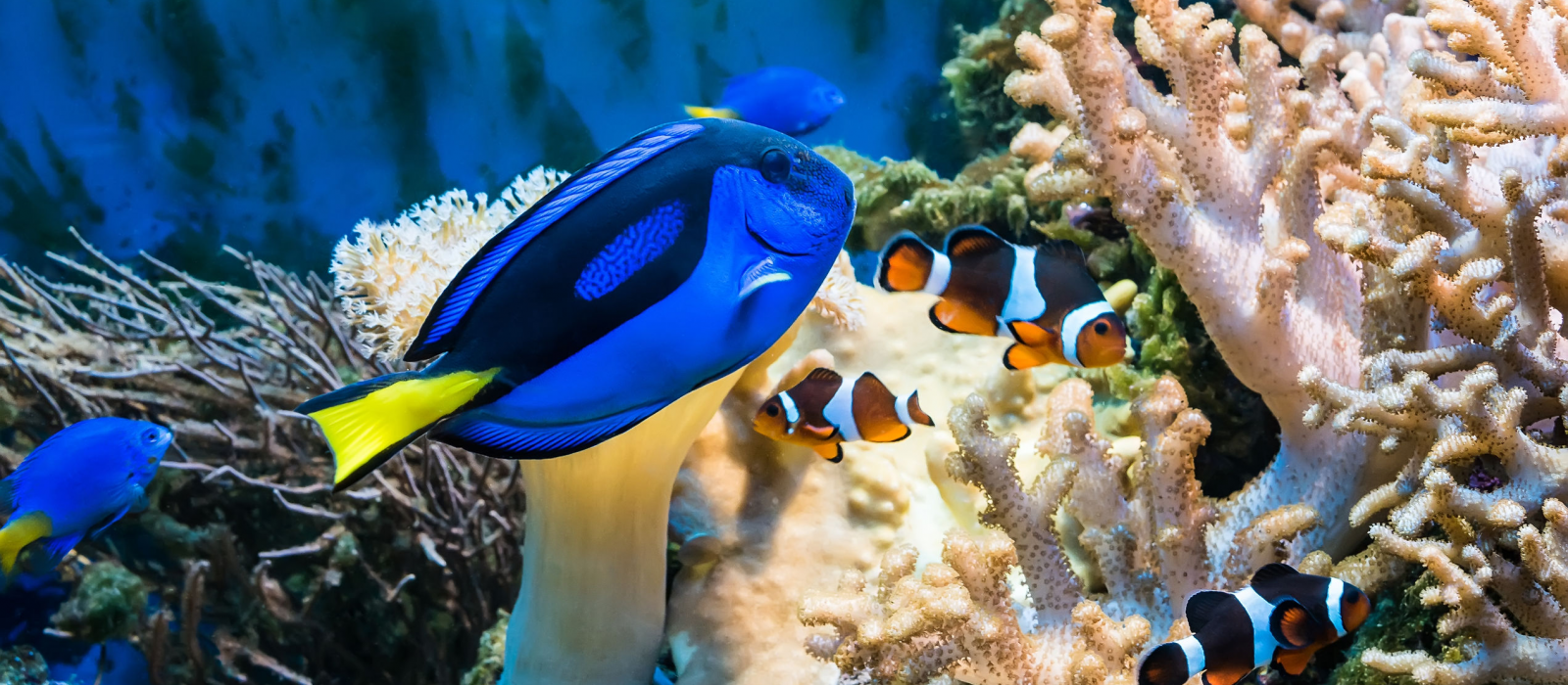 La nouvelle attraction de l’Aquarium SEA LIFE Paris