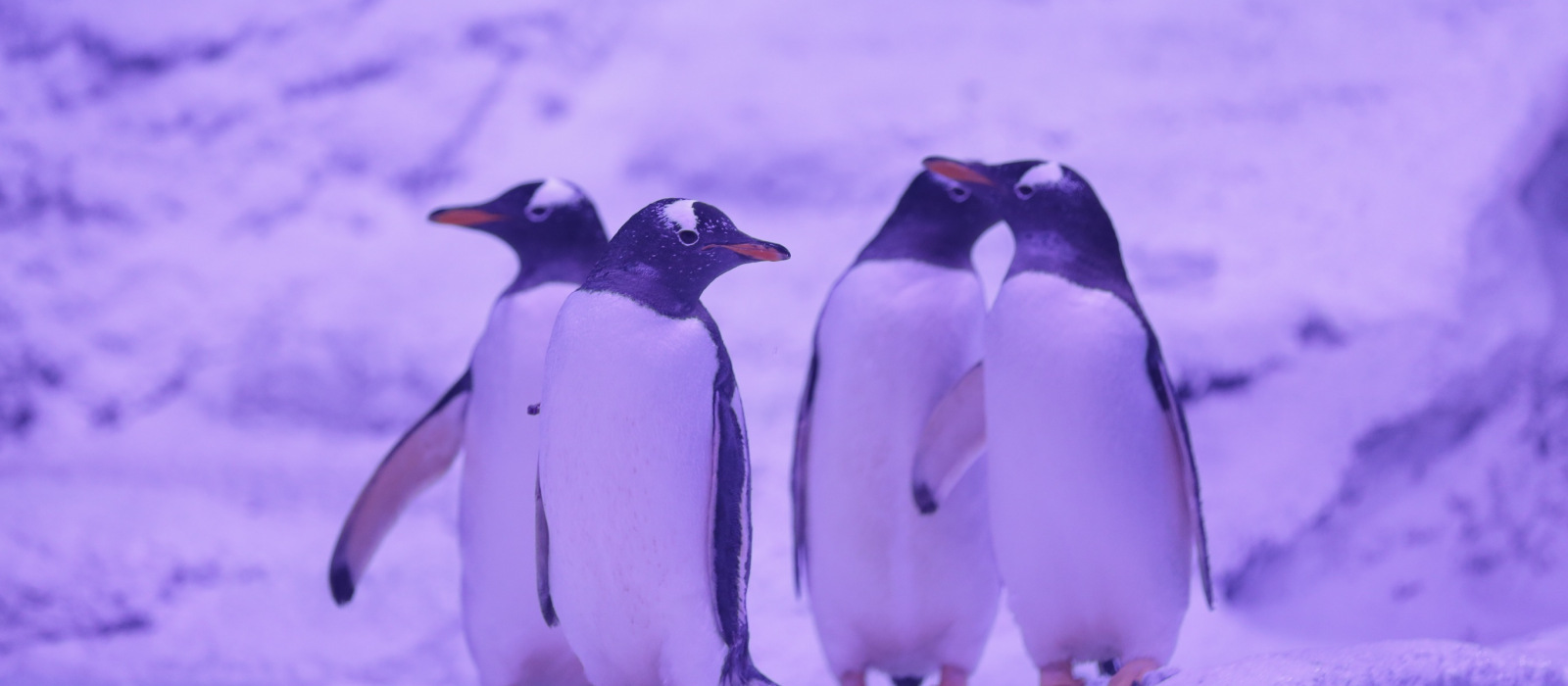 La nouvelle attraction de l’Aquarium SEA LIFE Paris