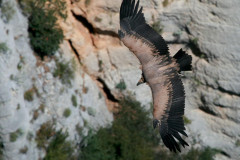 Balade nature autours des vautours du Verdon