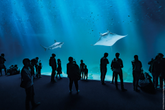 Nausicaá : le plus grand aquarium d'Europe