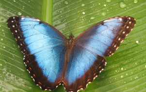 Le Tropique du Papillon