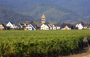 Sentier viticole des Grands Crus d'Eguisheim