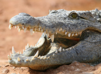 À la rencontre des crocodiles dans la Drôme