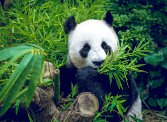 Huan Huan, la femelle panda du zoo de Beauval attend… des jumeaux !