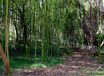 Arpentez la bambouseraie et le jardin des 9 demoiselles