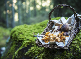 Où ramasser des champignons cet automne ?