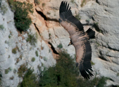 Balade nature autours des vautours du Verdon